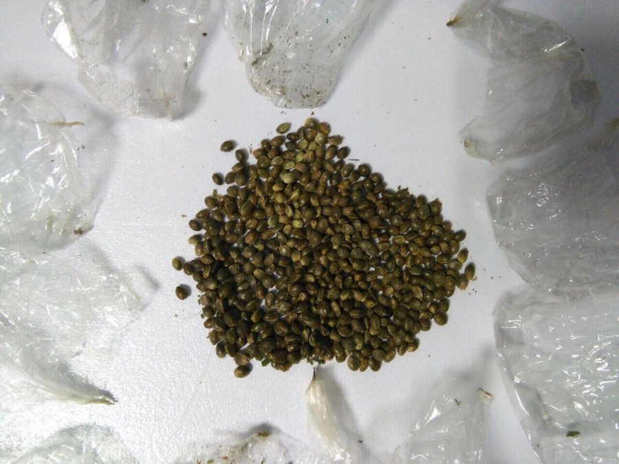 FOTO GALERI/ Policia e ndalon lezhianin se rrihte gruan, shtëpinë ia gjen plot me kanabis