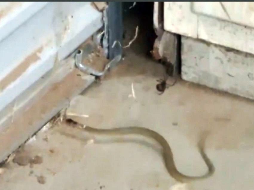 Pastronte shtëpinë nga përmbytjet, pickohet nga gjarpri