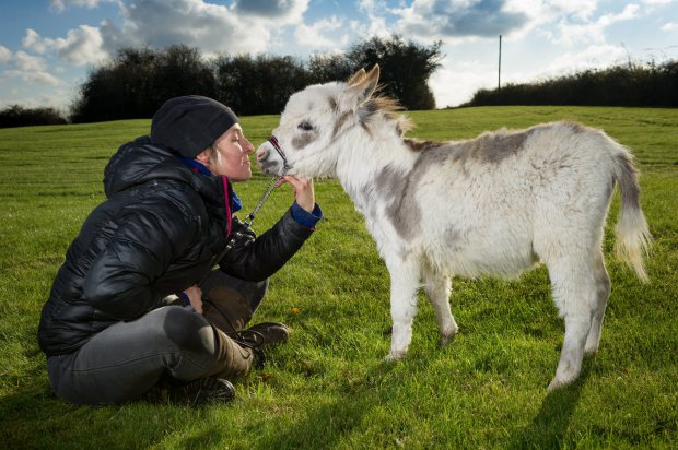FOTO GALERI/Kjo kafshë thyen një rekord botëror, por nuk e merr dot çmimin për një arsye…