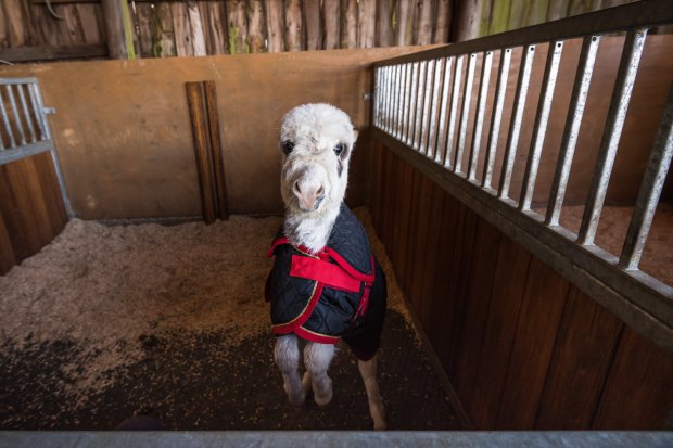 FOTO GALERI/Kjo kafshë thyen një rekord botëror, por nuk e merr dot çmimin për një arsye…