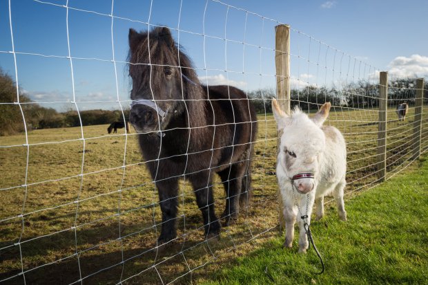 FOTO GALERI/Kjo kafshë thyen një rekord botëror, por nuk e merr dot çmimin për një arsye…