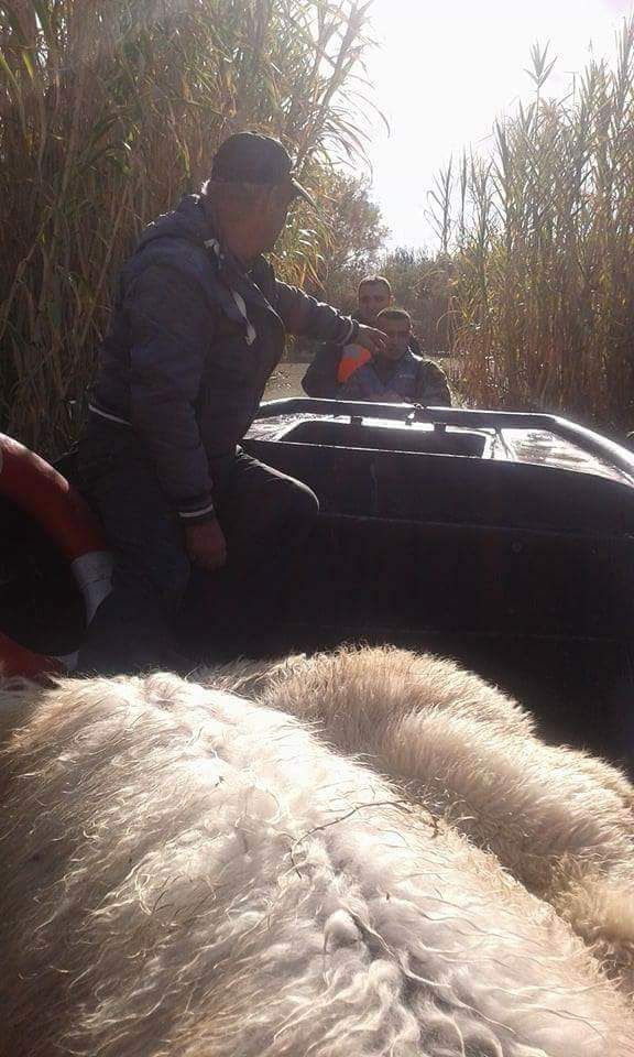 FOTO/ Operacion në Hoxharë, pas banorëve, FA nis evakuimin e bagëtive