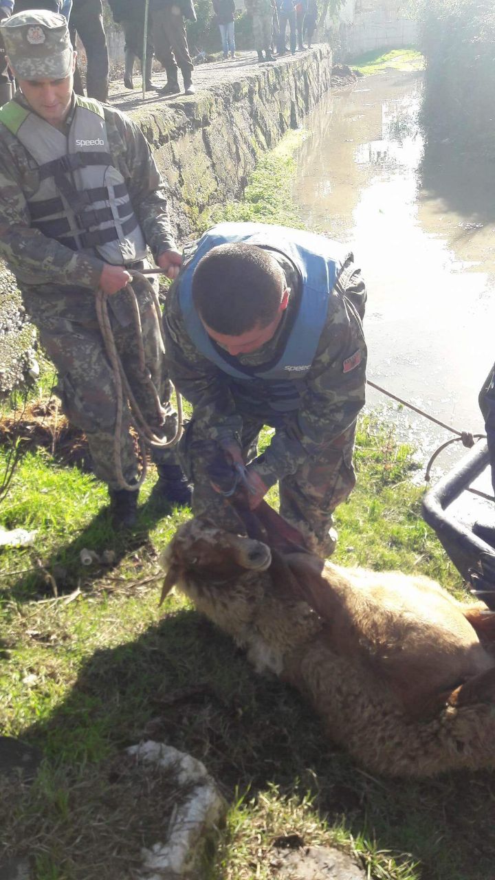 FOTO/ Operacion në Hoxharë, pas banorëve, FA nis evakuimin e bagëtive