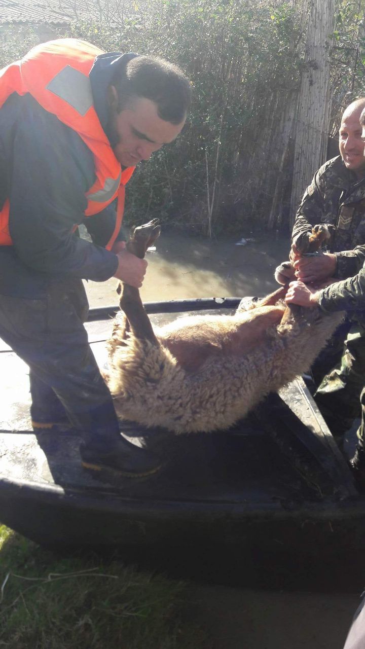 FOTO/ Operacion në Hoxharë, pas banorëve, FA nis evakuimin e bagëtive