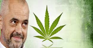 FOTO/ “Preshi në duart e kryeministrit”, dokumenti : Rama e dinte për lidhjet e policisë me kanabisin