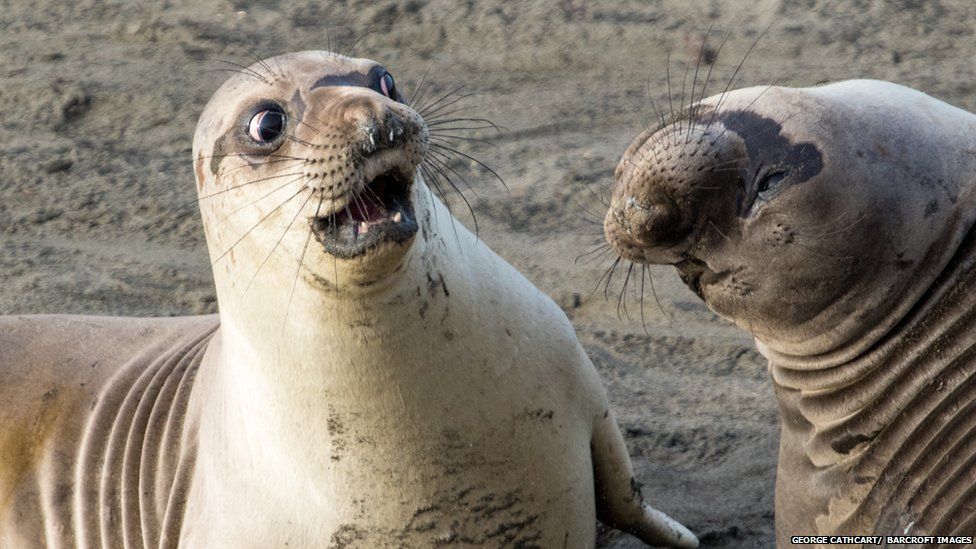 FOTO GALERI/ Kafshët në momente më qesharake për vitin 2017