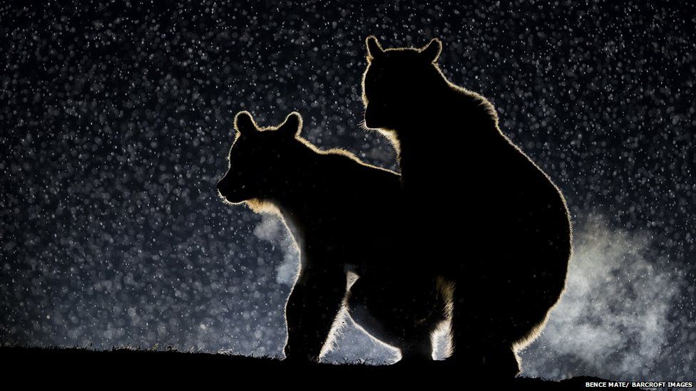 FOTO GALERI/ Kafshët në momente më qesharake për vitin 2017