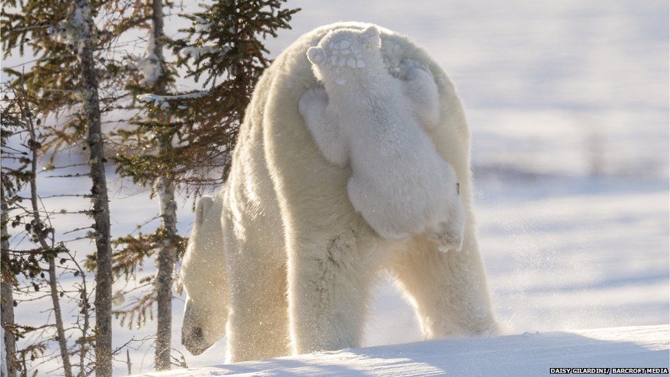 FOTO GALERI/ Kafshët në momente më qesharake për vitin 2017