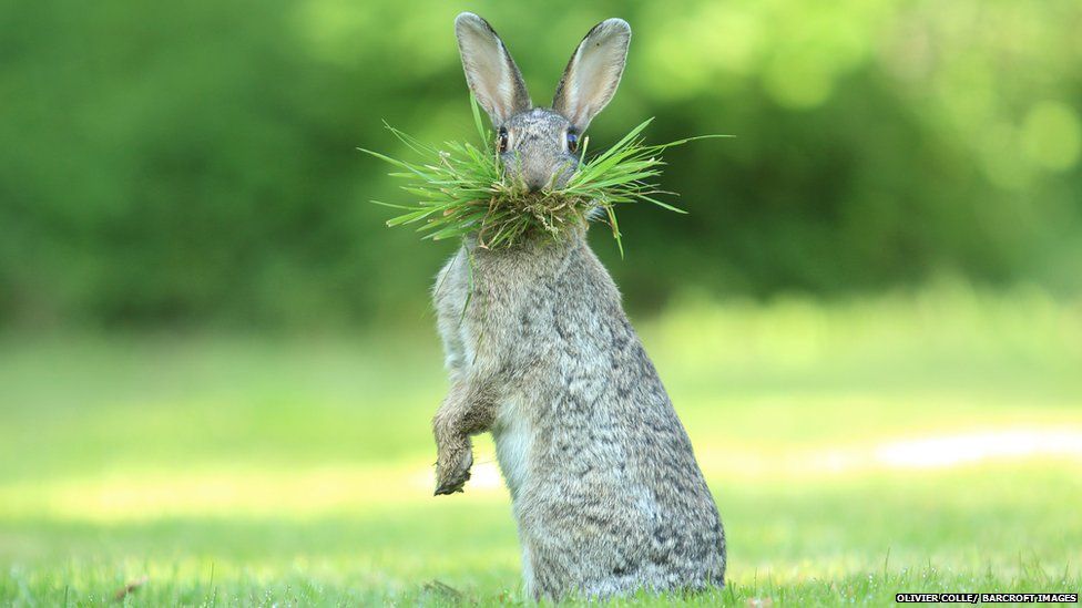 FOTO GALERI/ Kafshët në momente më qesharake për vitin 2017