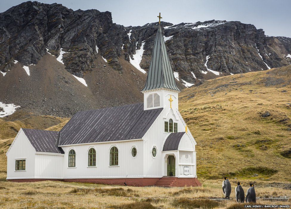 FOTO GALERI/ Kafshët në momente më qesharake për vitin 2017