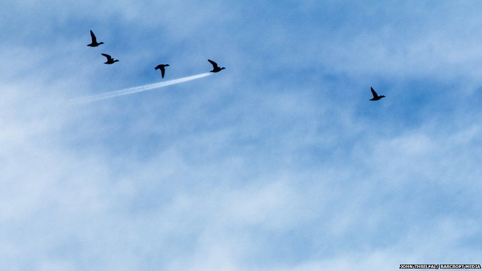 FOTO GALERI/ Kafshët në momente më qesharake për vitin 2017