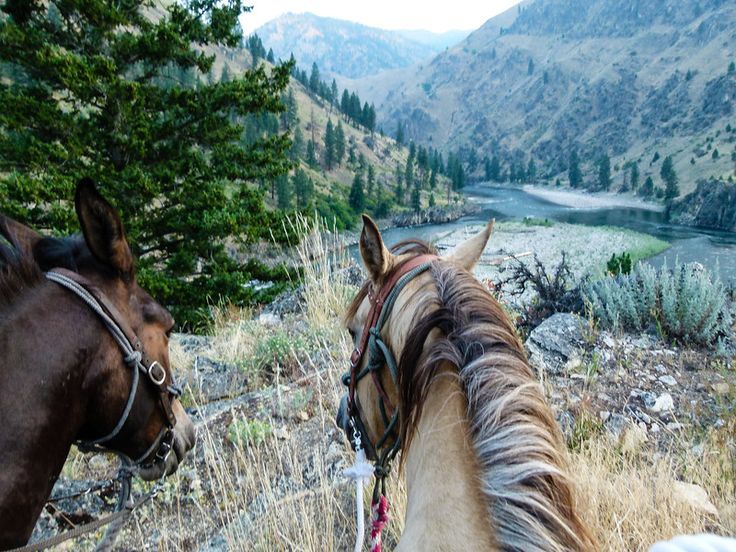 VIDEO/Gjirokastër, punë ka por duhen profesionistë – Biznes i ri në Zhulat, transport me kuaj pas prishjes së rrugës