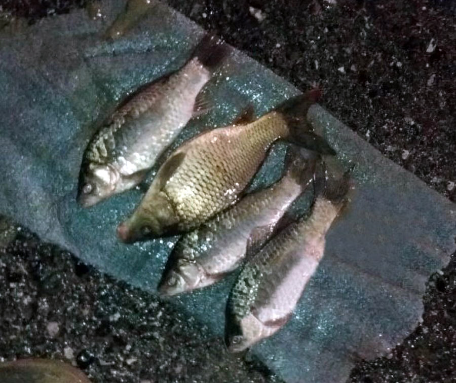 FOTO GALERI/ “Plas peshku” në autostradën Tiranë – Durrës, dhuratë nga hapja e rezervuarve prej lali Erit