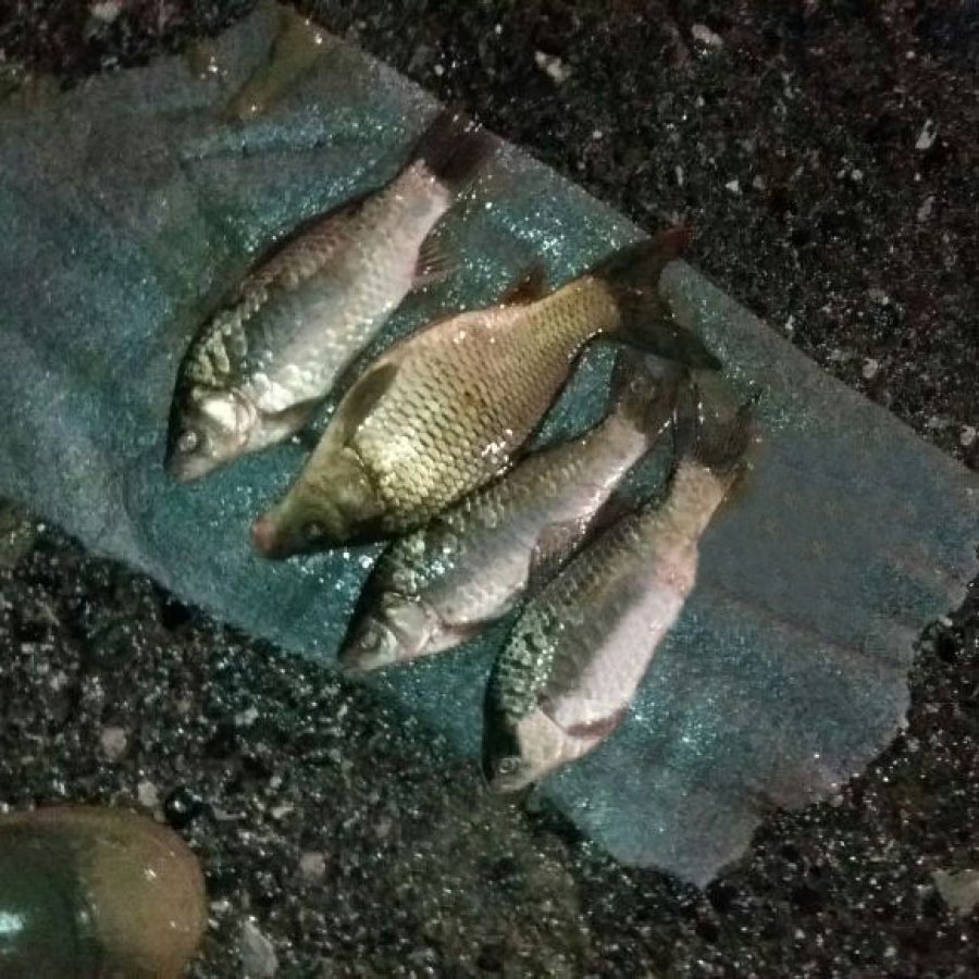 FOTO GALERI/ “Plas peshku” në autostradën Tiranë – Durrës, dhuratë nga hapja e rezervuarve prej lali Erit