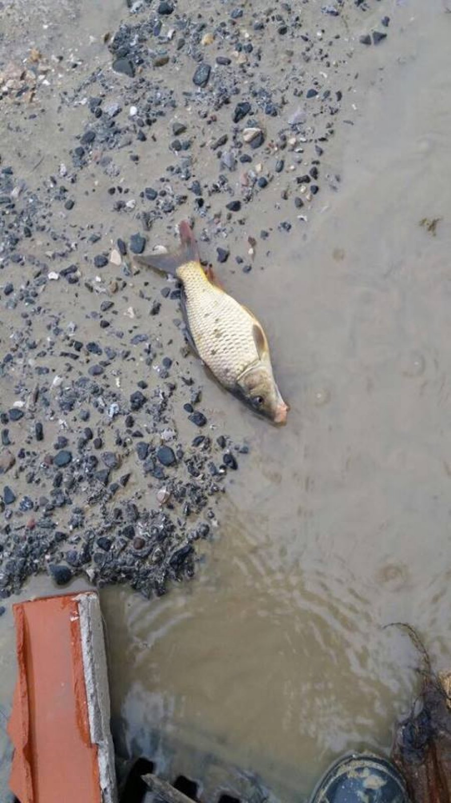 FOTO GALERI/ “Plas peshku” në autostradën Tiranë – Durrës, dhuratë nga hapja e rezervuarve prej lali Erit