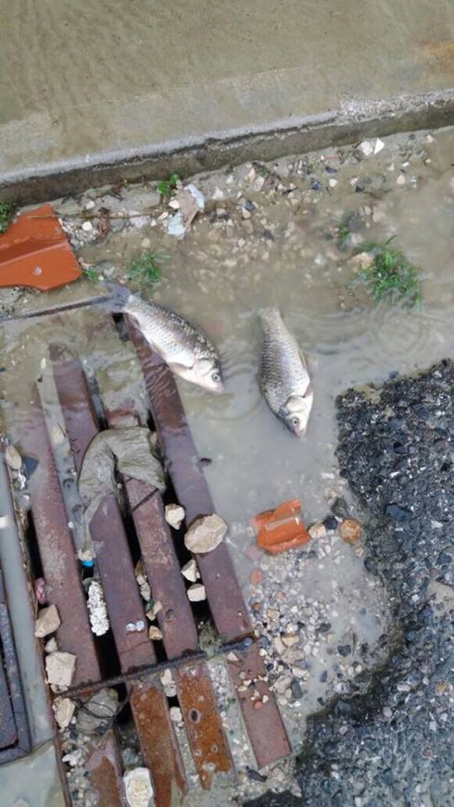 FOTO GALERI/ “Plas peshku” në autostradën Tiranë – Durrës, dhuratë nga hapja e rezervuarve prej lali Erit