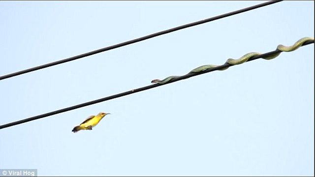 VIDEO/ Gjarpri i uritur ndjek zogun edhe në telat elektrikë