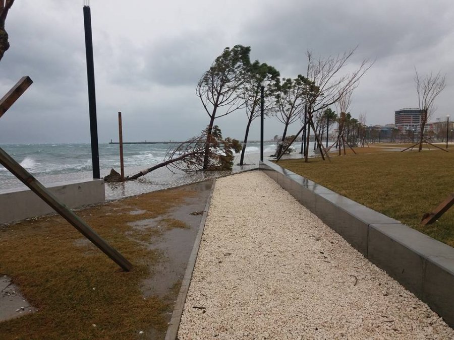 FOTO & VIDEO GALERI/ Vlorë, moti i keq dhe me erë të fortë, deti “përpin” pemët e Lungomares