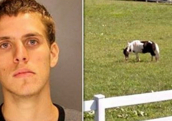 GJYQI/E bëri me kalin, por më pas cfarë i ndodhi