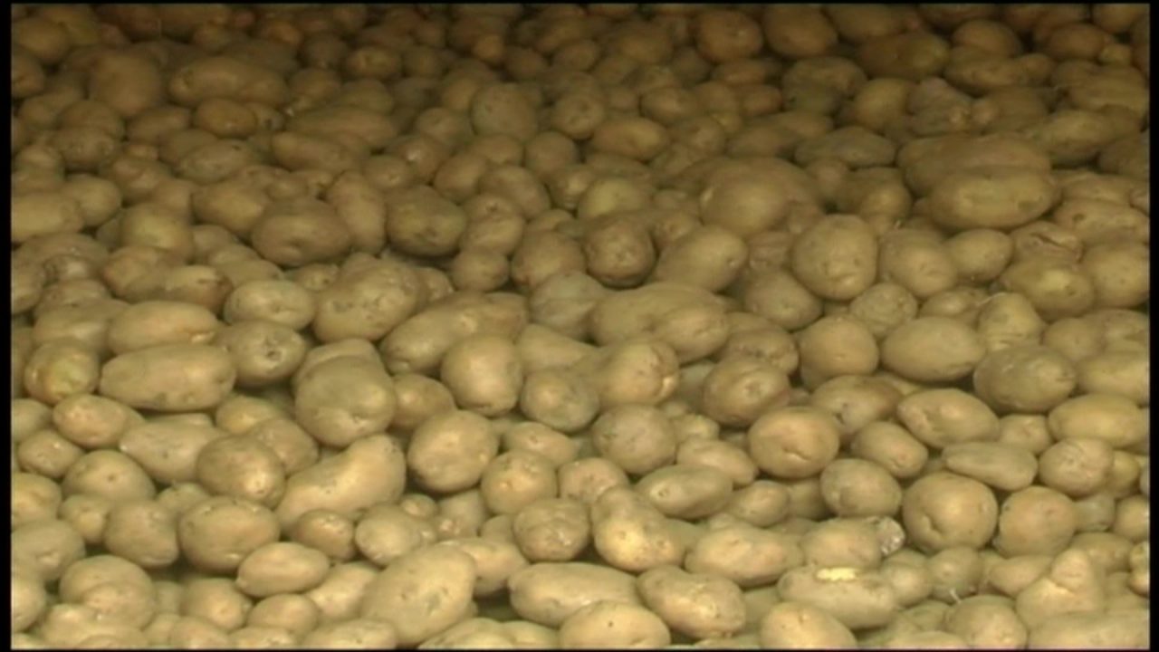 Patatet serbe mbushin tregun shqiptar, me patatet e tyre fermerët e Korçës ushqejnë lopët