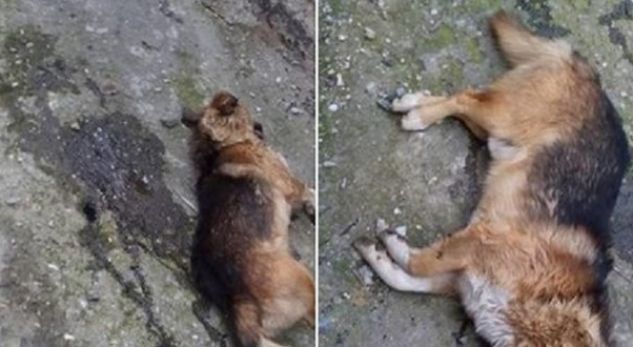 Lezhë, dëshmia pas grabitje si e mbytën qenin autorët: Kemi luftuar 45 minuta me vdekjen