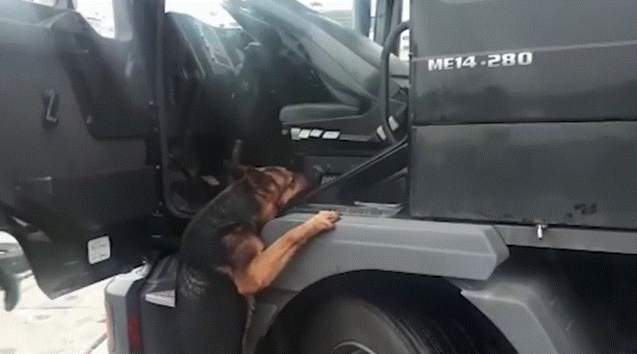 VIDEO/Dalin pamjet si qeni i drogës zbuloi heroinën në kamionin e ngarkuar