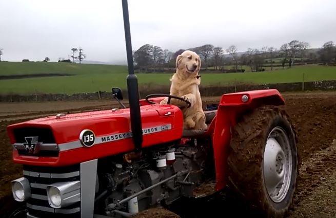 VIDEO/ Rambo, qeni që mahniti botën me aftësinë e tij si shofer