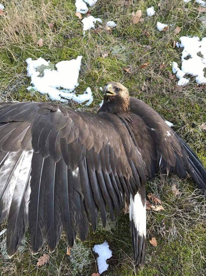 FOTO GALERI & VIDEO GALERI / Lironi shqiponjën! – Pas apelit të Sazan Gurit, ndërhyn policia