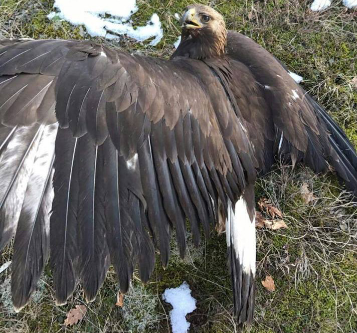 FOTO GALERI & VIDEO GALERI / Lironi shqiponjën! – Pas apelit të Sazan Gurit, ndërhyn policia