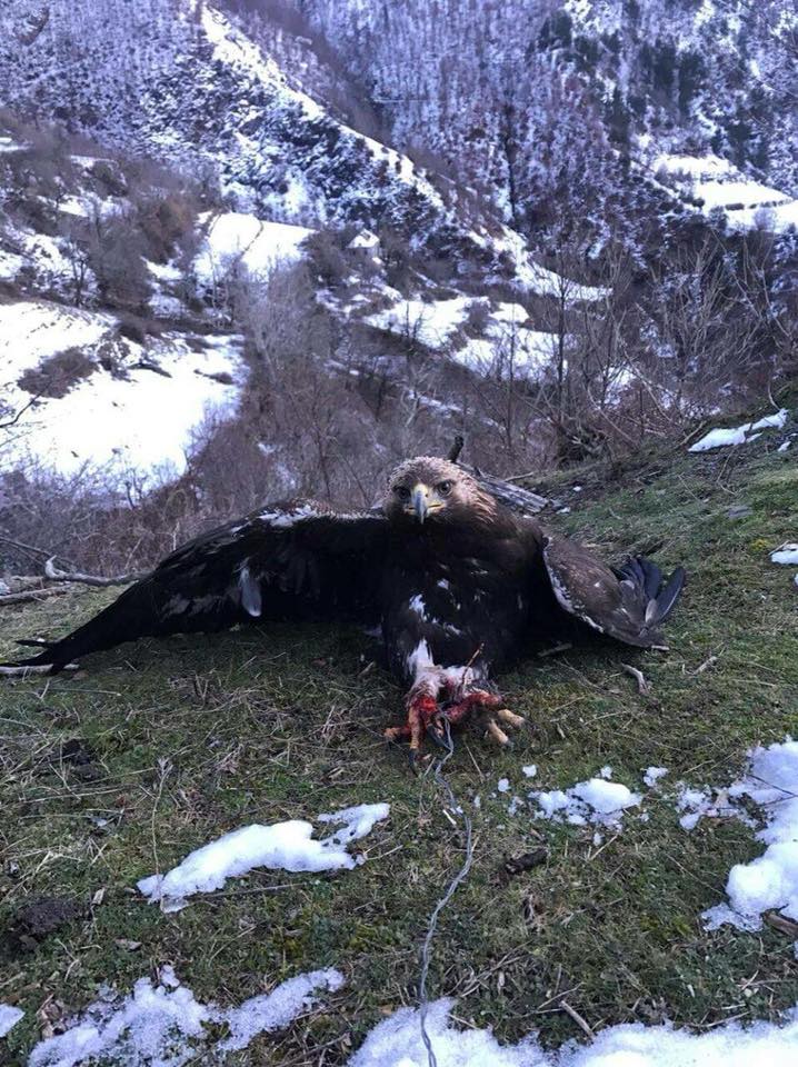 FOTO GALERI & VIDEO GALERI / Lironi shqiponjën! – Pas apelit të Sazan Gurit, ndërhyn policia