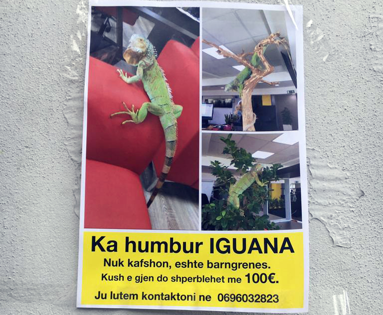 NJOFTIM I PAZAKONSHËM/ Ka humbur një Iguana, kush e gjen ja me sa euro shpërblehet