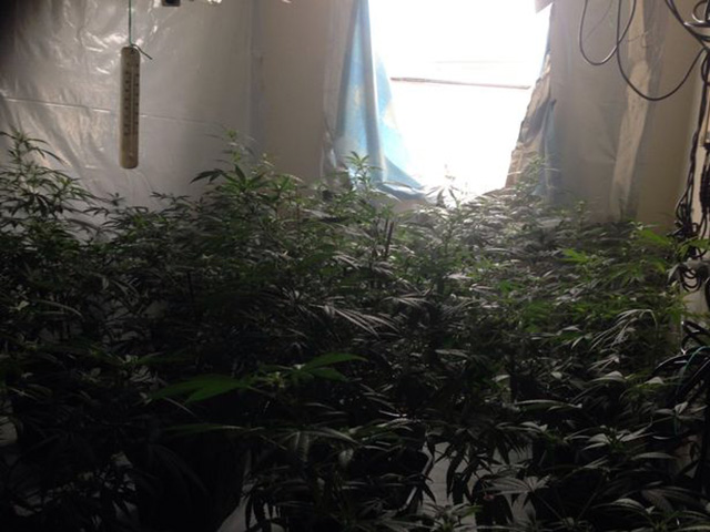 EMRAT/ Britani, shkatërrohet banda e “fermerëve” shqiptarë të drogës, prezantuesi televiziv në ndjekje me policinë