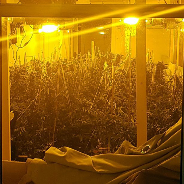 EMRAT/ Britani, shkatërrohet banda e “fermerëve” shqiptarë të drogës, prezantuesi televiziv në ndjekje me policinë