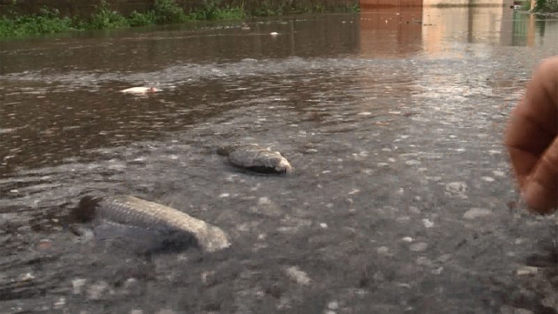 VIDEO/ Çudia në Shkodër, njerëzit në ujë, peshqit në rrugë