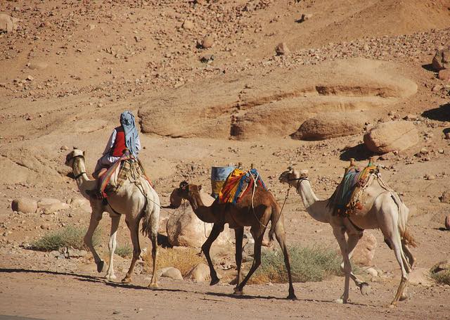 Ironizon deputeti demokrat: Pas “shëndetësisë falas”, e ardhmja e transportit tonë, “devetë afrikane”