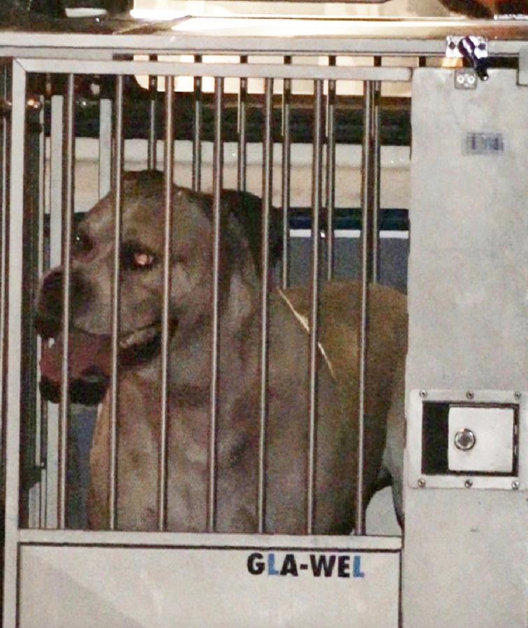 FOTO GALERI/ Gjermani, ky qen vrau nënën dhe djalin e saj 27 vjeçar nga Kosova