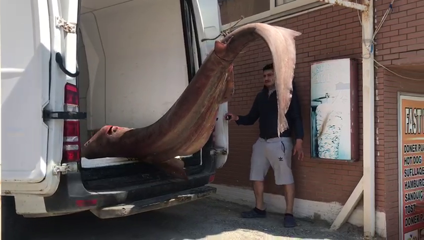 VIDEO/ Me ne fund kapet peshku i madh, ndodhet ne Durres