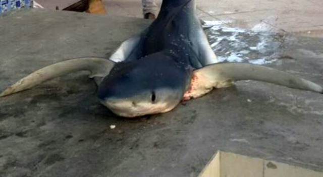 FOTO GALERI/ Durrës, peshkatarët kapin një peshkaqen tigër, peshon 102 kg
