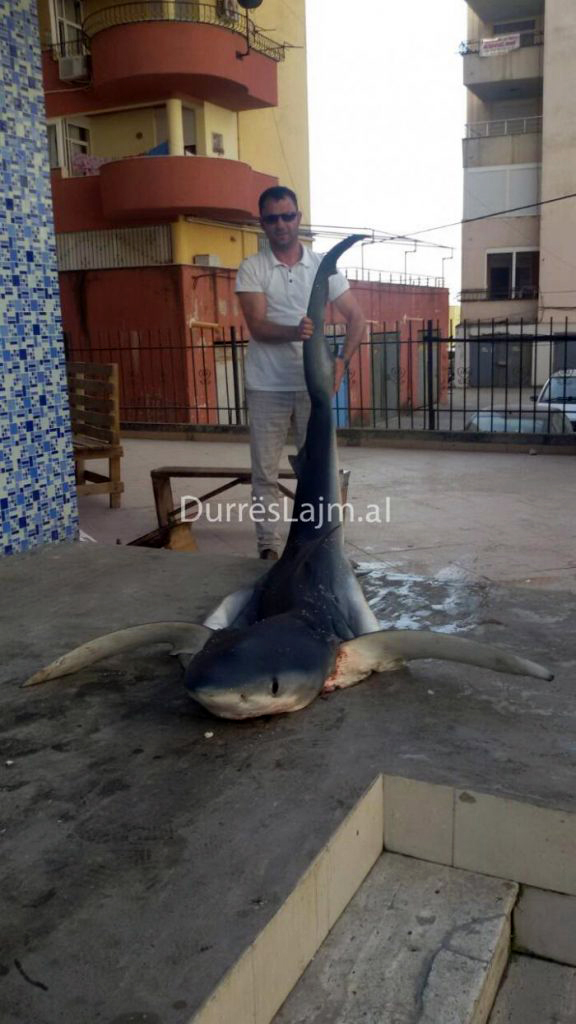 FOTO GALERI/ Durrës, peshkatarët kapin një peshkaqen tigër, peshon 102 kg