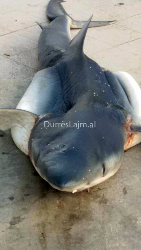 FOTO GALERI/ Durrës, peshkatarët kapin një peshkaqen tigër, peshon 102 kg