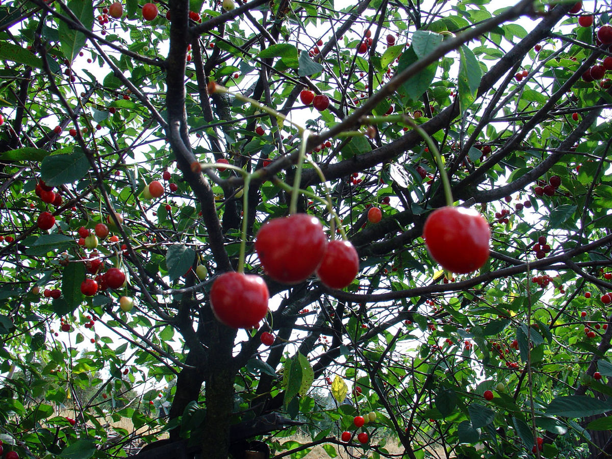 E FUNDIT/Bie nga qershia, vdes 50 vjeçari