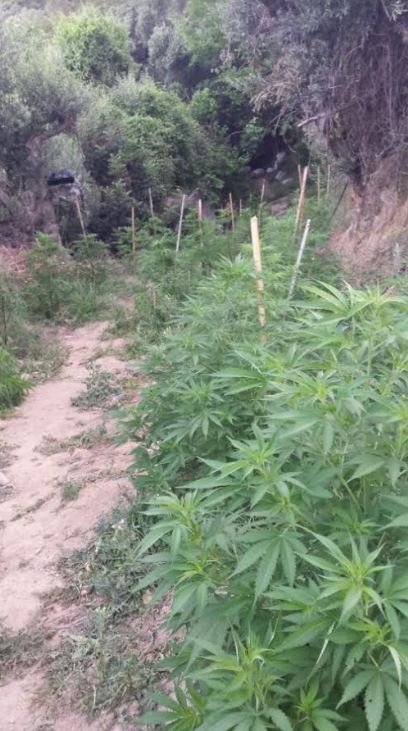 FOTO/Kultivonin kanabis,dy shqiptarë dhe dy grekë në pranga