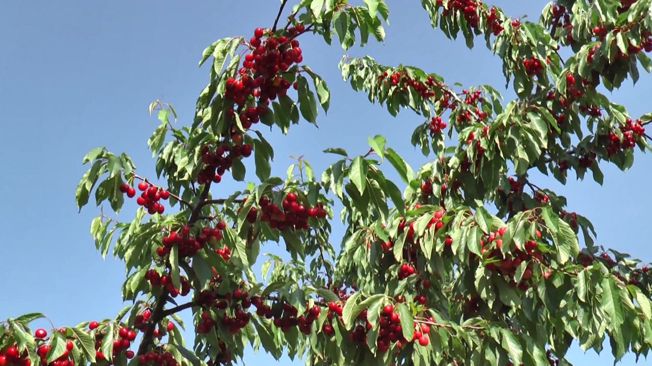 Dibër, falimentojnë kultivuesit e qershive