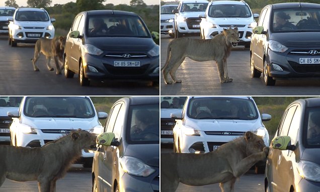 VIDEO/ Luani “auto stop” në autostradë: Keni vend edhe për një pasagjer…?!