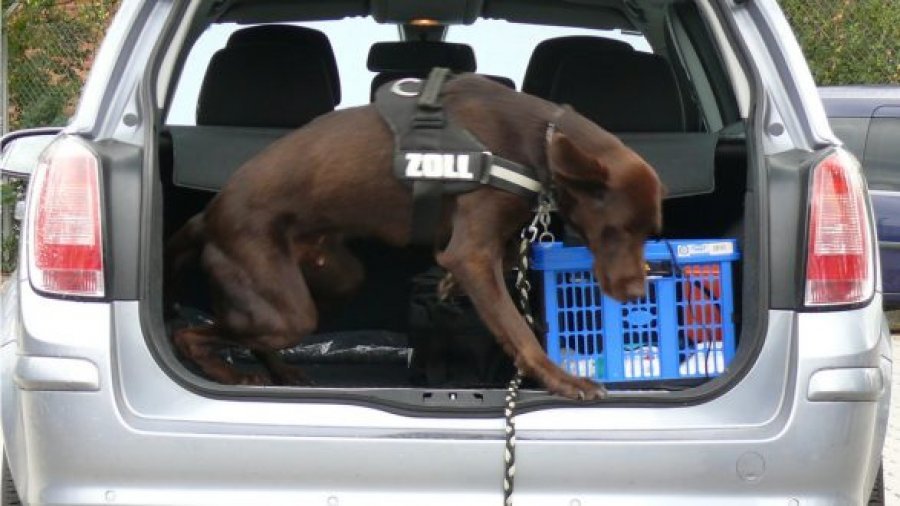 Qeni gjerman Lucky u zbulon shqiptarëve, pistoletën dhe 200 gramë kokainë