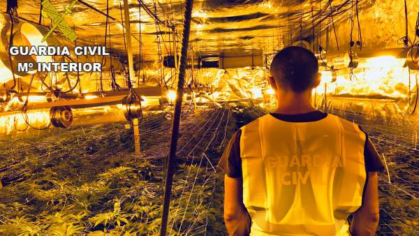 Shqiptarët bëjnë “namin” në Spanjë, plantacion gjigand me kanabis