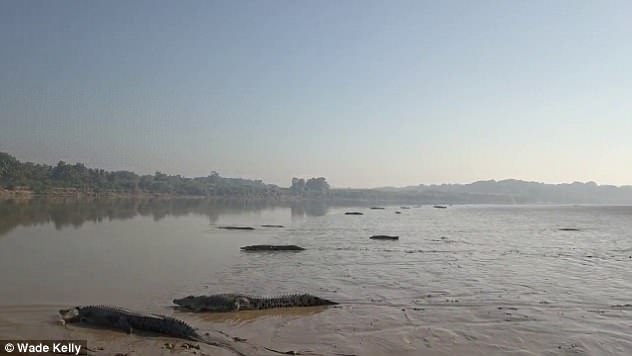 VIDEO/ Dhjetëra krokodilë vdekjeprurës “marrin rreze” në bregun e lumit