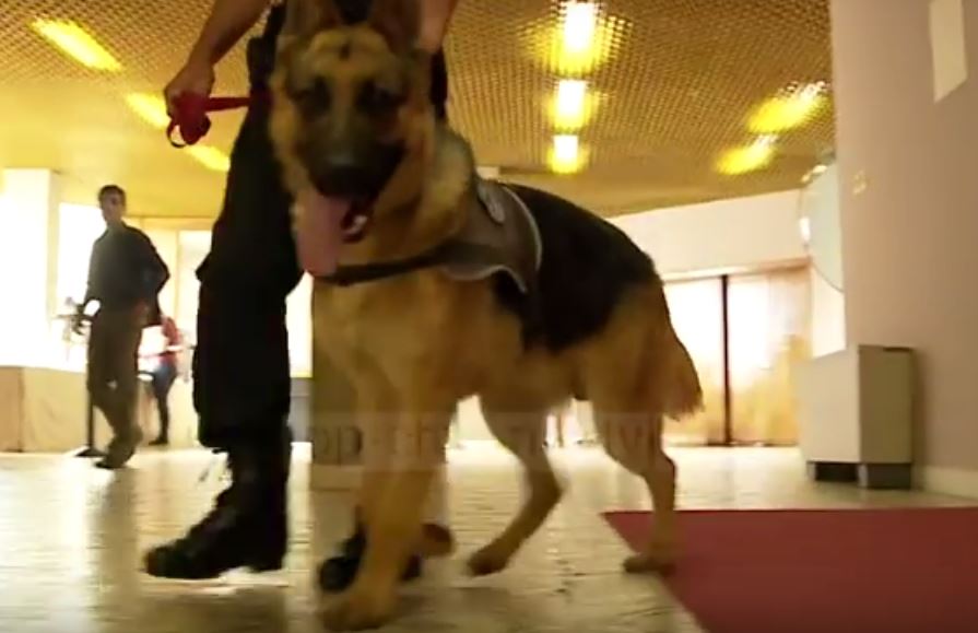 FOTO/ Vetting-u, “në duart” e qenit me emrin Xhina