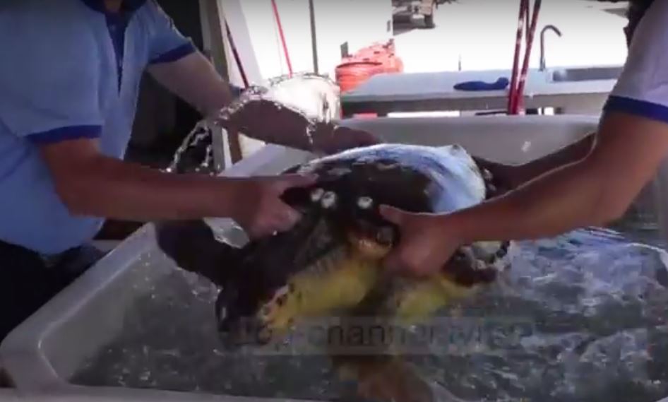 VIDEO/ Orikum një breshkë 45-vjeçare bie në rrjetat e peshkatarëve