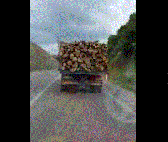 Makinat e kryetarit te Maliqit plot me dru te prera ne pyjet e bashkise